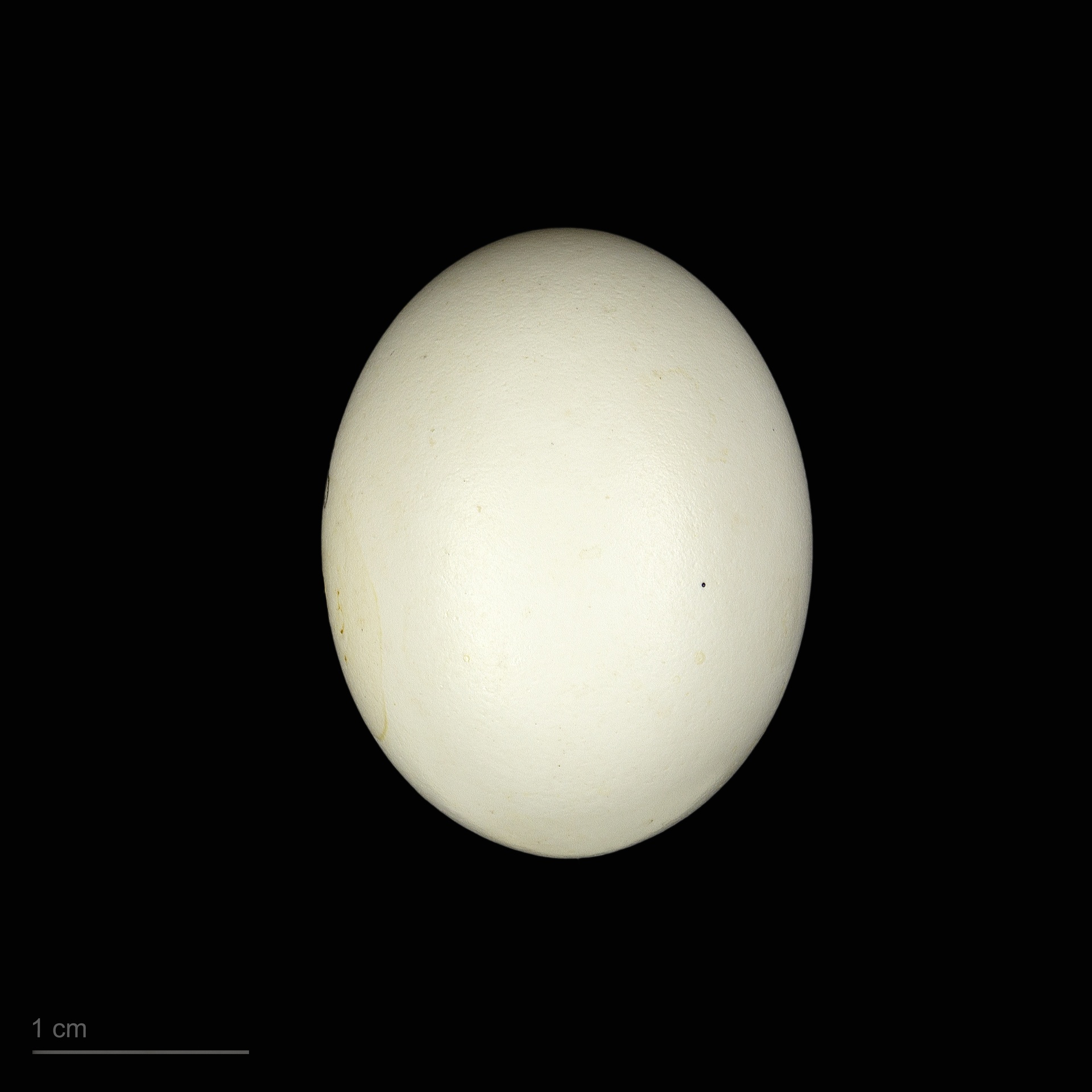 529
