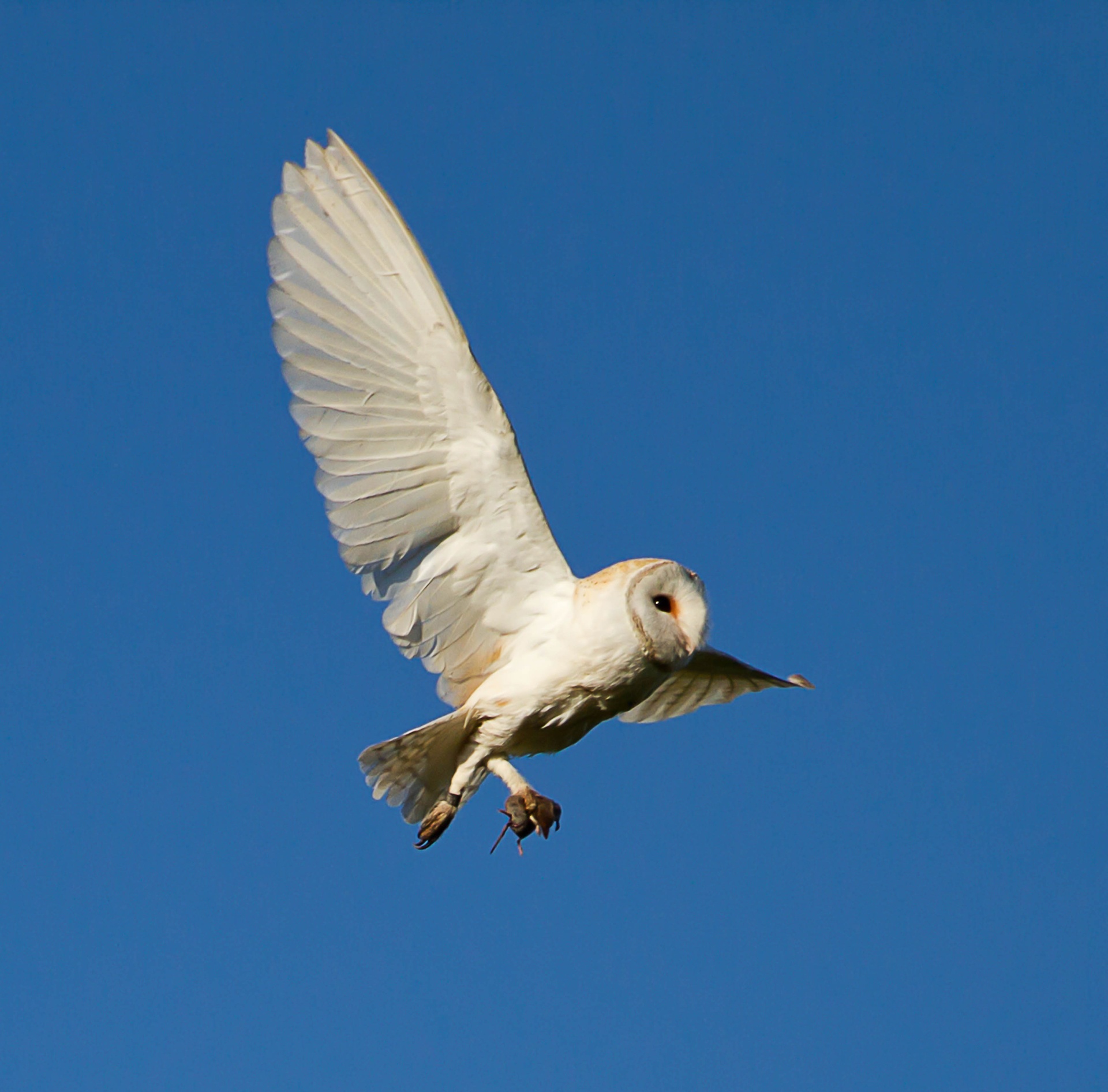 558